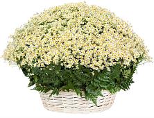 Цветочная композиция из Ромашки в корзине #REPLACE_PRED# Костромской